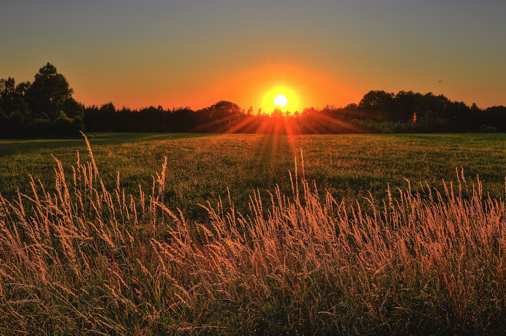 The sun sets over a field of wheat