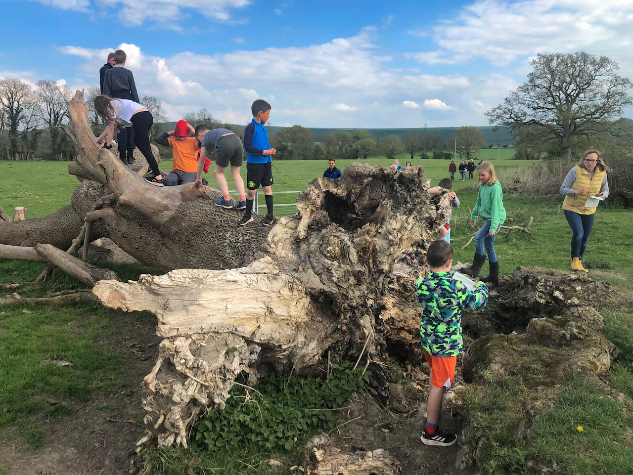 Clambers oin the fallen tree on Muddy Church route